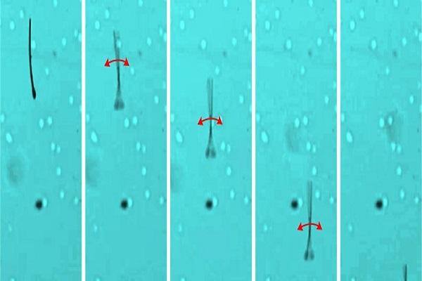 روبوتات مجهرية للاخصاب الخارجي والعلاج المركز