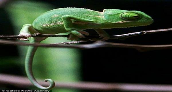 دراسة: الأعضاء المبتورة يمكن أن تنمو ذاتيًّا