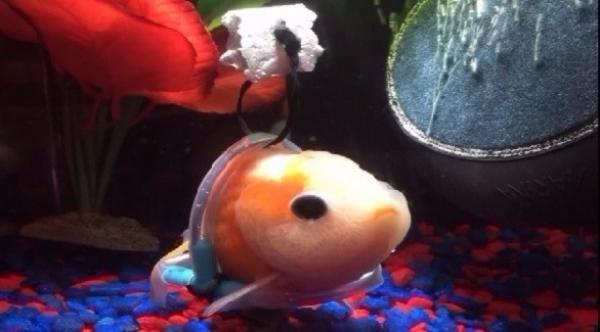 رجل يصنع كرسياً متحركاً لسمكة زينة مريضة