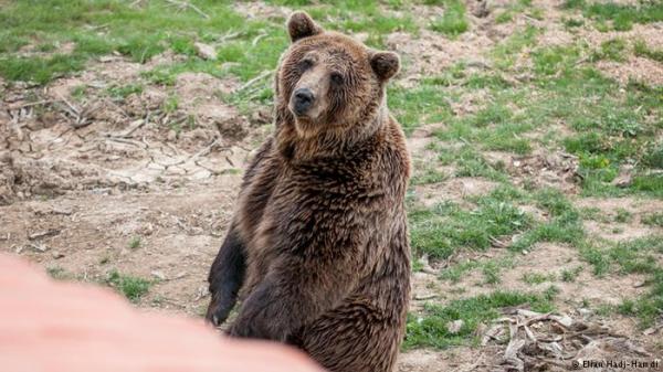 دب يلتهم يد طفل فلسطيني في حديقة الحيوانات