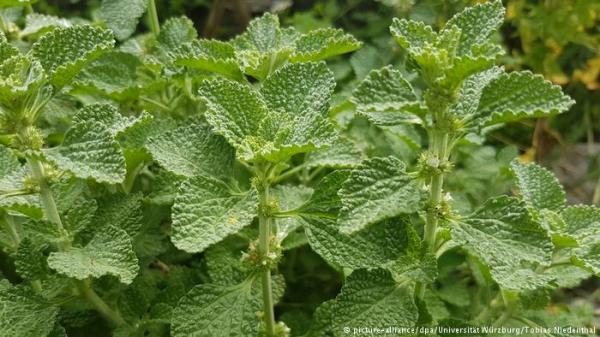 إذا أصبت بمتاعب في البطن أو التنفس فعليك بنبتة عام 2018