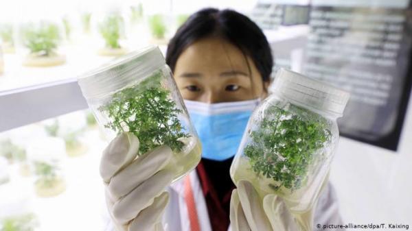 نبتة الشيح.. أمل جديد في علاج فيروس كورونا المستجد