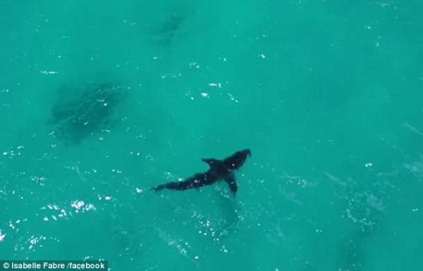 بالفيديو .. امرأة تنجو من قرش يسبح بجانبها