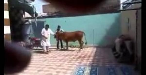 بالفيديو.. ثور يلقن ذابحه درسًا قاسيًا لن ينساه