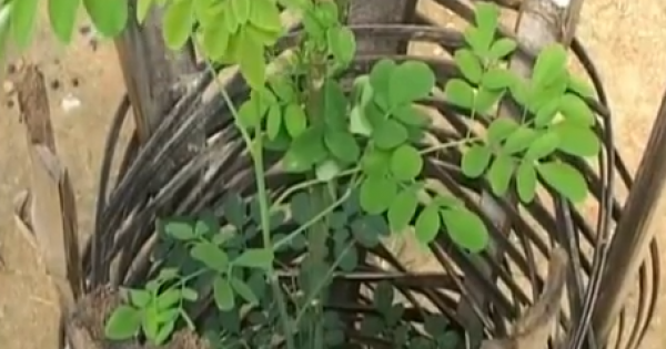 أول تجربة ناجحة لزراعة المورينگا بالجنوب الشرقي المغربي