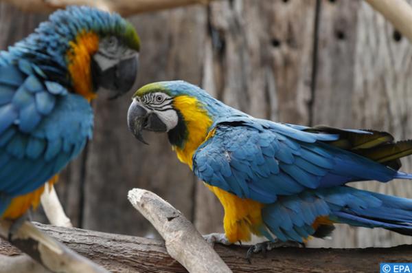 هكذا ساهم الدرك الملكي المغربي في إحباط تهريب عشرات الطيور النادرة من إسبانيا