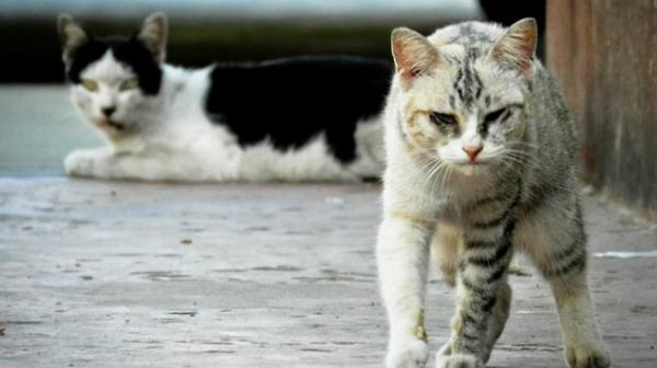 البحث عن مُرتكب مجزرة ضد 40 قطا بآسفي..تفاصيل صـادمة