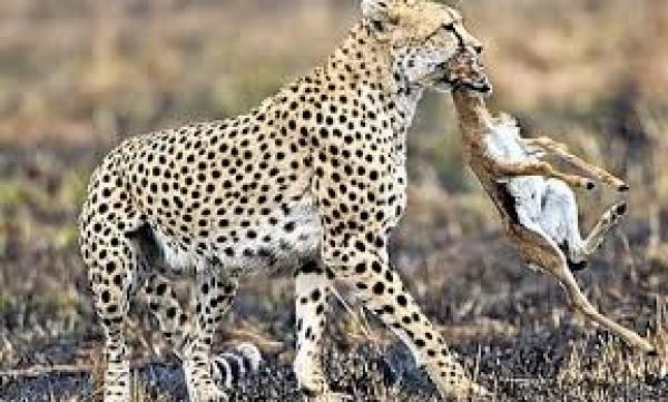 بالفيديو.. فهد طائر يفترس غزالة