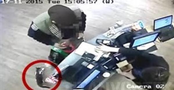 بالفيديو.. قط شجاع يلقي القبض على لص يسرق دارا لرعاية الحيوانات