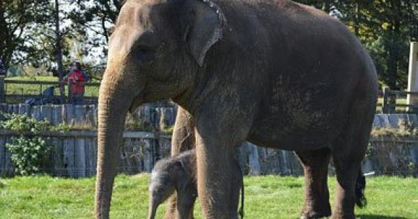 باحثون يتوصلون إلى أن الفيل يصدر ذبذبات غير مسموعة