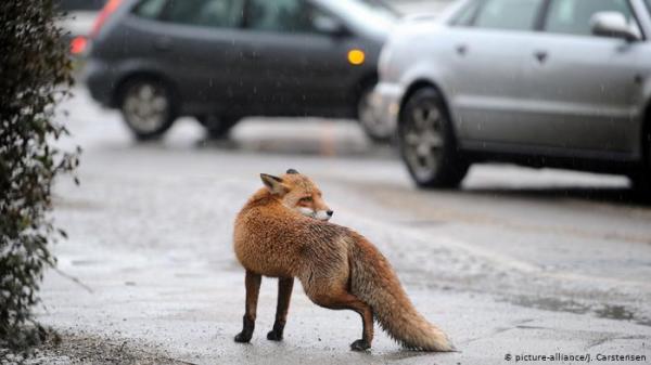 ثعلب ماكر يهوى سرقة الأحذية في برلين