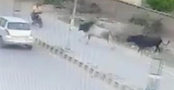 بالفيديو.. ثور غاضب ينطح سائق  دراجة نارية في الشارع