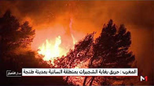 نشوب حريق بغابة الشجيرات شرق مدينة طنجة