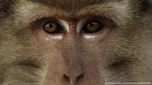 أجنة قرود بخلايا جذعية بشرية .. معضلة أخلاقية!