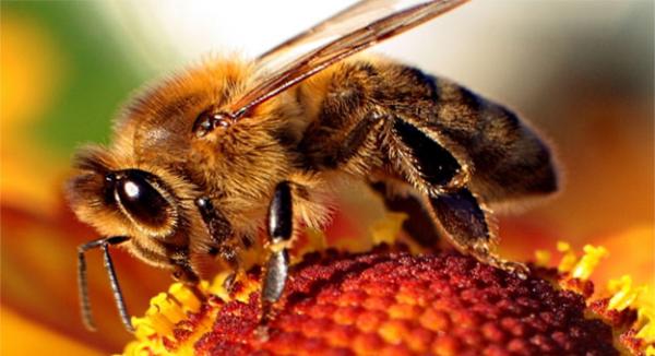 النحل يهاجم روضا للأطفال بطاطا ويتسبب في وفاة طفل صغير