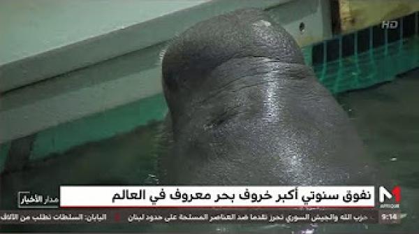 نفوق سنوتي أكبر خروف بحر معروف في العالم