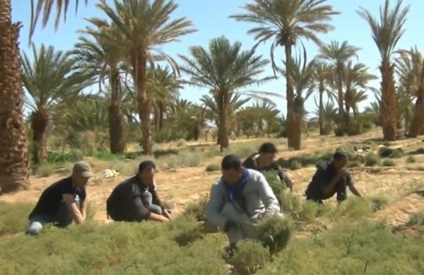 الكمون بين معيقات الزراعة والتسويق ودعم وزارة الفلاحة