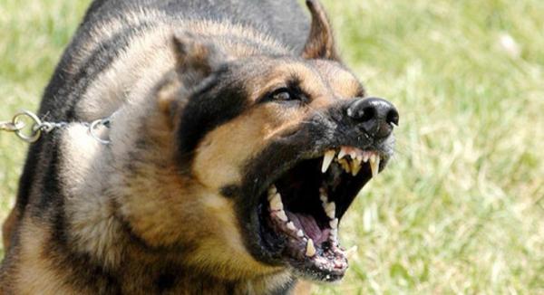 مراكش.. أب يتهم مدير ثانوية بتحريض كلاب شرسة ضد ابنه ومصدر من داخل الثانوية يرد