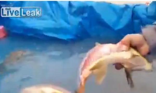 بالفيديو: أسماك تسبح بشكل طبيعي رغم نزع أحشائها بالكامل