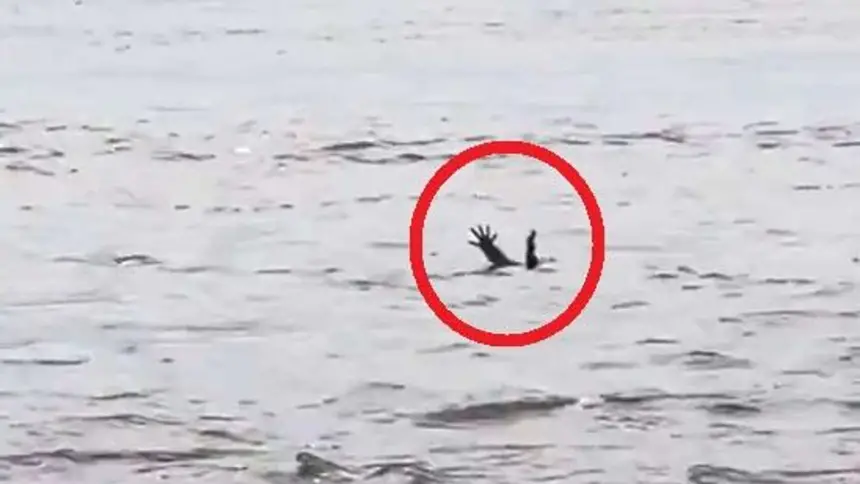 بالفيديو..تمساح ذكي "يلعب دور الضحية" لصيد البشر