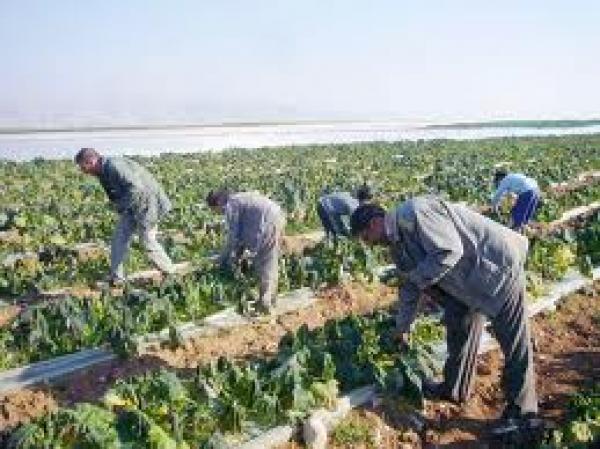 حملة أوروبية لمقاطعة المنتجات الزراعية الإسرائيلية