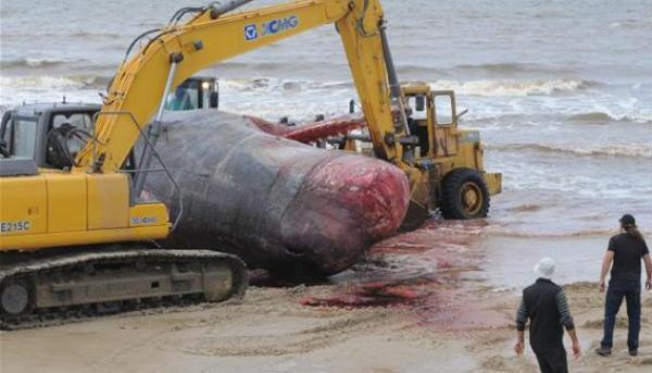 إعادة عشرات "الحيتان الطائرة" للمياه بعد جنوحها