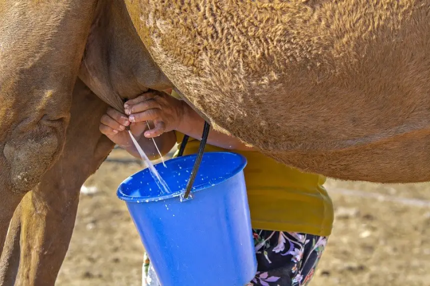 دراسة: حليب النوق يعزز المناعة ويدعم صحة القلب