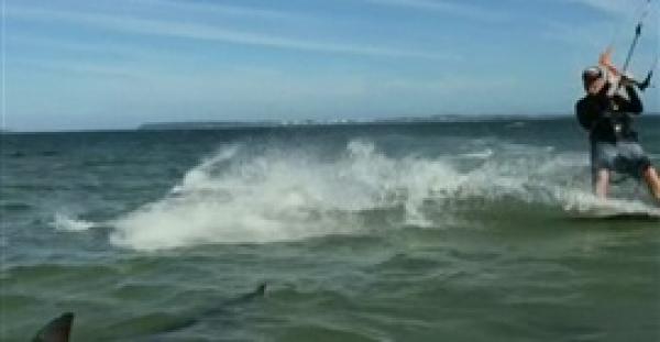 بالفيديو  .. الحظ ينقذ راكب أمواج من قرش ضخم