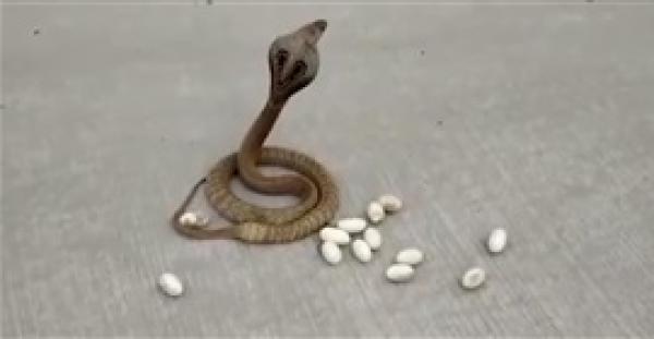 كوبرا تضع بيضها في منتصف شارع مزدحم وسط ذهول المارة (فيديو)