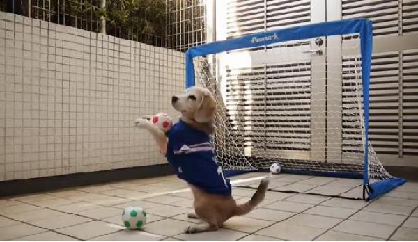 كلب ينافس كاسياس و بوفون فى حراسة المرمى