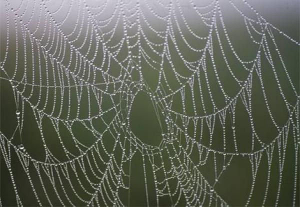 بالفيديو.. عنكبوت ينجح في الإيقاع بثعابين في شباكه