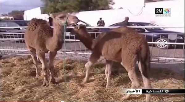 نظام رقمي جديد لتتبع صحة الحيوانات طول حياتهم