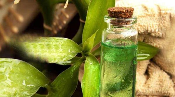 زيت شجرة الشاي... ينبوع الصحة والجمال