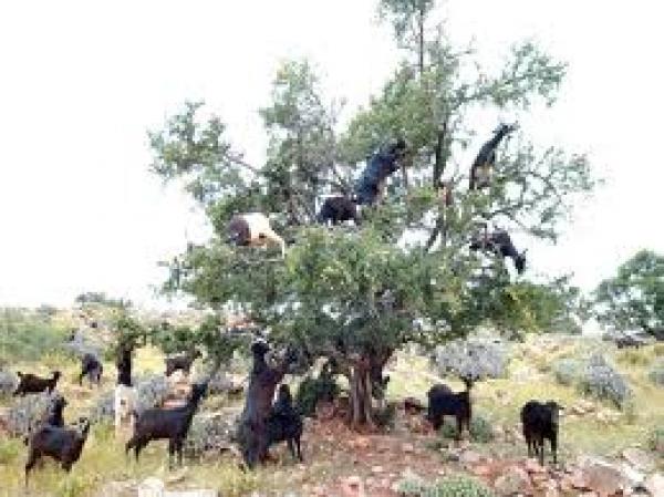 إحداث \"العلامة الجغرافية المحمية لأركان\" كفيل بحماية هذا المنتوج المحلي والرفع من قيمته وتحسين جود