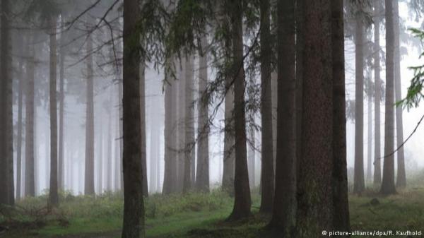 ألمانيا: شبان يعتدون على مراهقة في الغابة ويصورونها