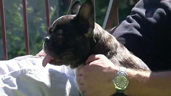 بالفيديو.. هلع دببة بمجرد رؤيتهم كلب صغير