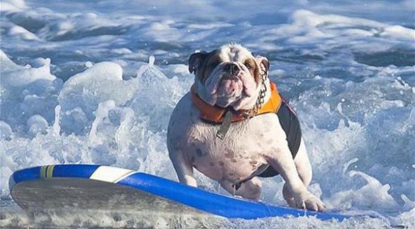 كلاب تركب الأمواج في أستراليا