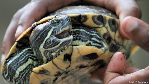 الفلبين تضبط تهريب 1500 سلحفاة بحقائب سفر