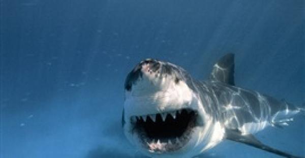 بالفيديو والصور.. قرش يهاجم قارب صيد