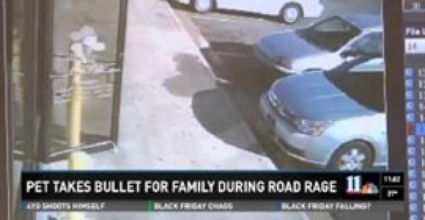 بالفيديو : كلب وفي يتلقى رصاصة فداء لصديقه