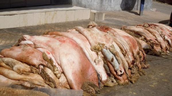 هيئة: هكذا يُضيِّع المغرب ملايين الدراهم يوم عيد الأضحى