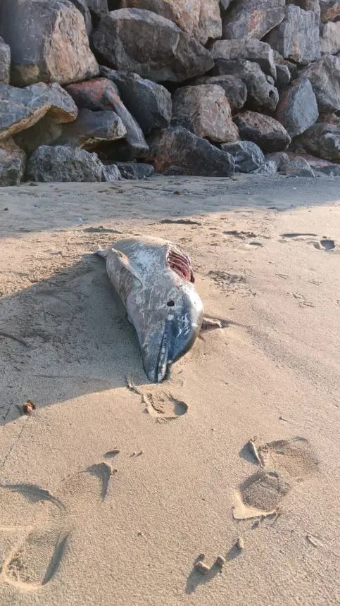 الحسيمة: نفوق غامض لـ"دولفين مخطط" والتشريح يكشف مفاجآت (صور)