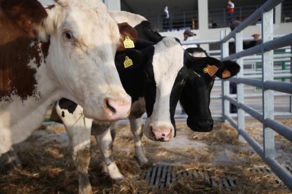 تفشي مرض فيروسي يهدد الأبقار في أوروبا