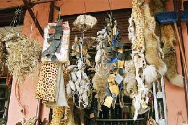 جلد الثعلب مخ الضبع وبيض الحمام.. الأكثر طلبا لممارسة الشعوذة بعاشوراء