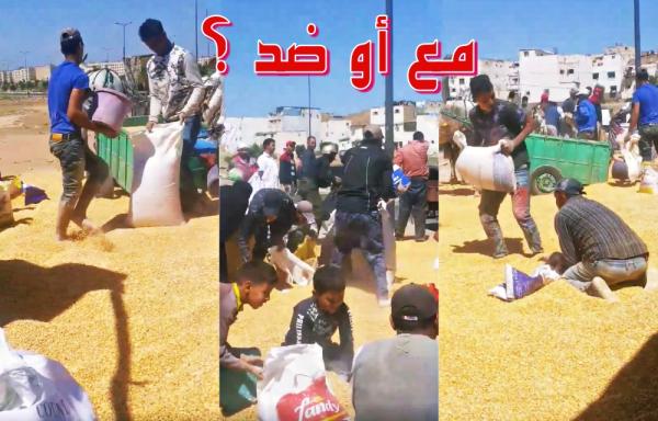 مع أو ضد ما وقع: شاحنة ديال القمح تقلبت..شوفو عباد الله أش دارو ..تا حبة ما بقات(فيديو)