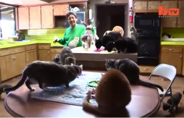 بالفيديو: تعرف على المرأة التي تعيش مع 1000 قطة
