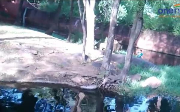 بالفيديو: أراد مصافحة الأسود فهاجمته