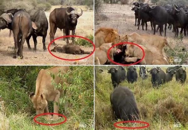 بالفيديو: جاموس "يذل" لبؤة ويقتل أشبالها أمامها