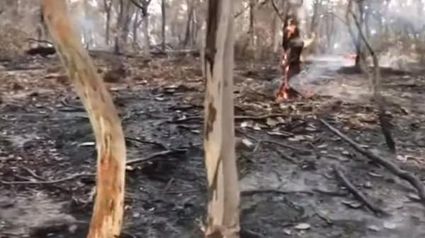 وأخيرا ..الأمطار بدأت في الهطول على حرائق الغابات في أستراليا