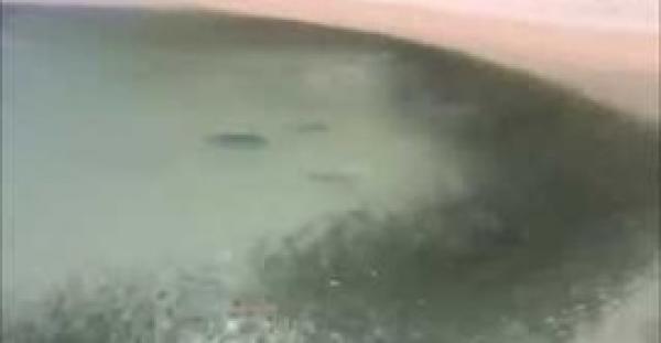 بالفيديو.. شاهد رد فعل غريب لسرب أسماك لحظة هجوم قروش عليهم